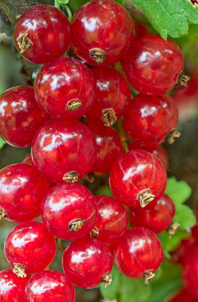 Red Currant
