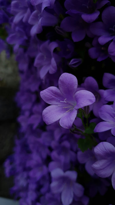 Violets